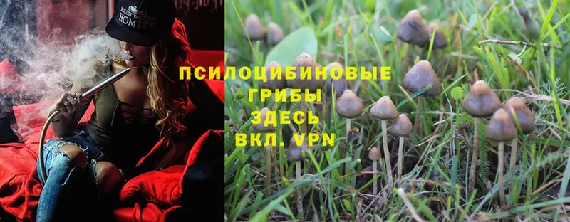 купить наркоту  Балтийск  Галлюциногенные грибы MAGIC MUSHROOMS 