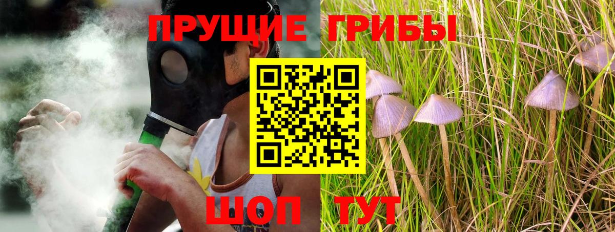 Галлюциногенные грибы Psilocybine cubensis  Балтийск 